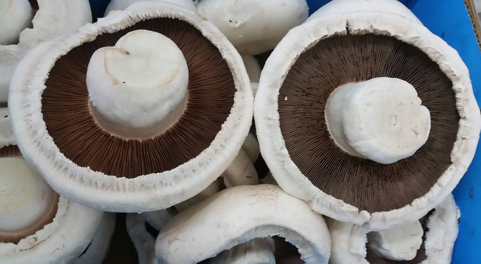 Shoalhaven Mushrooms at the Capital Region Farmer's Market