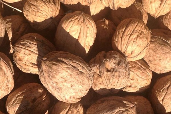 Alpine Nuts at the Capital Region Farmers Market