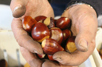 Handful of Chestnuts. Capital Region Farmers Market Stallholder, Featherdale Chestnuts