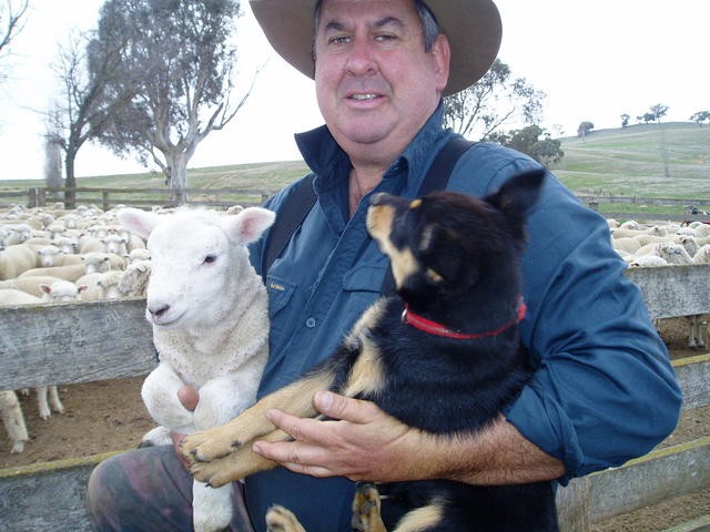 Capital Region Farmers Market Biodynamic Stallholder Vince from Moorlands Biodynamic Lamb with a lamb and sheepdog