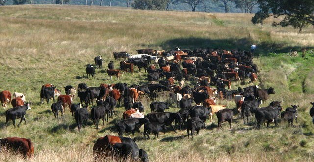 Cattle from Boxgum Grazing
