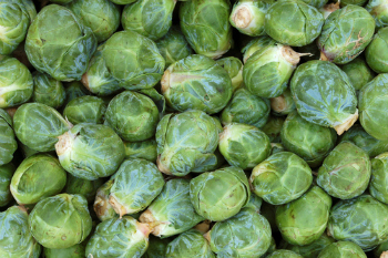 Brussels Sprouts grown by Capital Region Farmers Market stallholder Kurrawong Organics