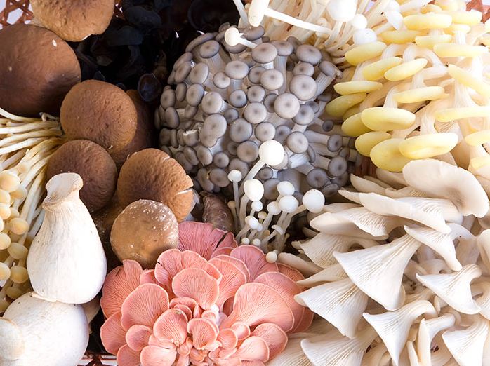 Selection of mushrooms at Li-Sun Exotic Mushrooms