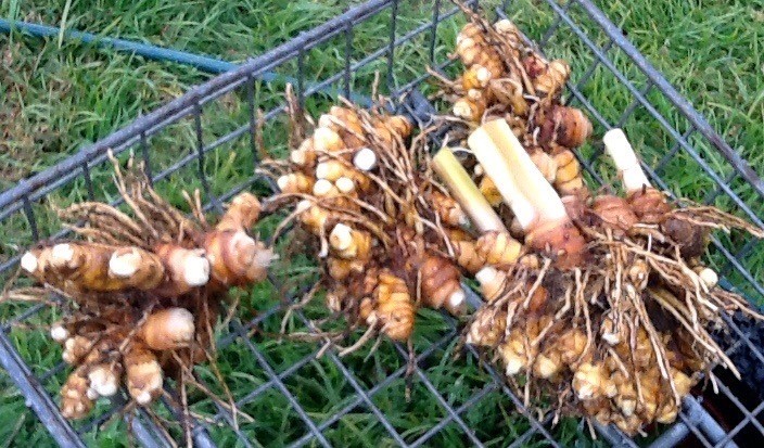 Fresh tumeric root at the Capital Region Farmer's Market
