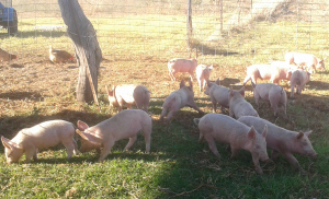 Capital Region Farmers Market - April 2015 Enewsletter. Hillside Pastured Farm, Pigs and Chicken
