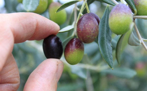 homeleigh grove olives at capital region farmers market