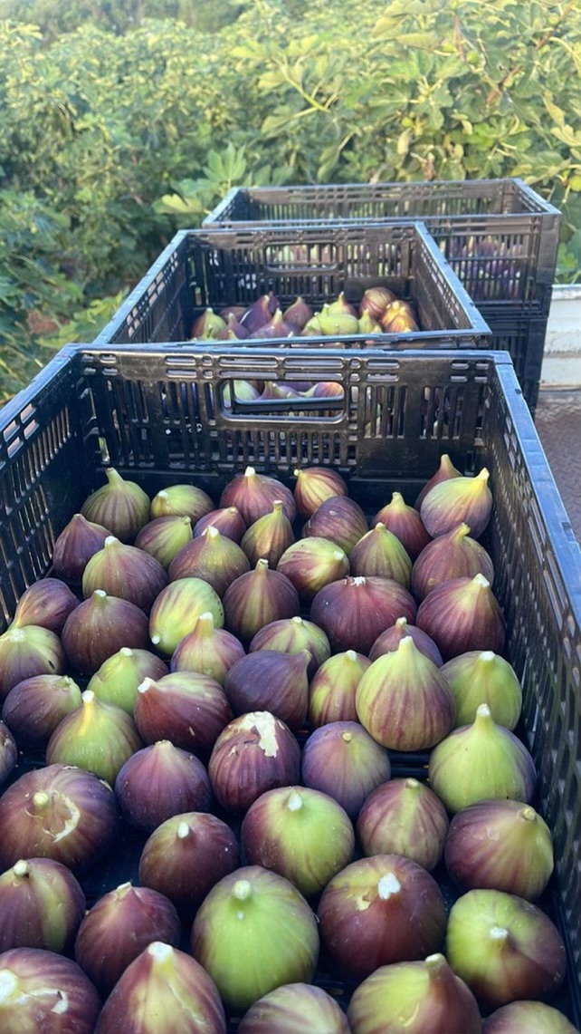 Yenda Strawberries & Figs – Capital Region Farmers Market